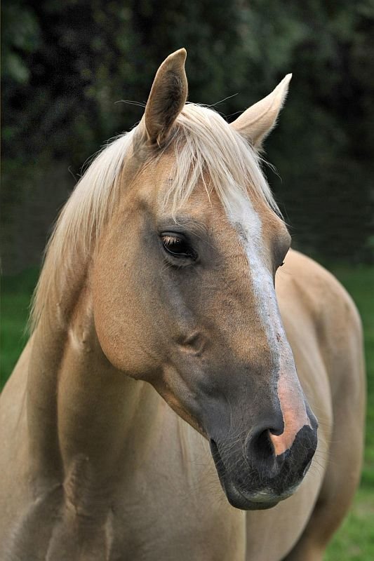 Královický Dvůr