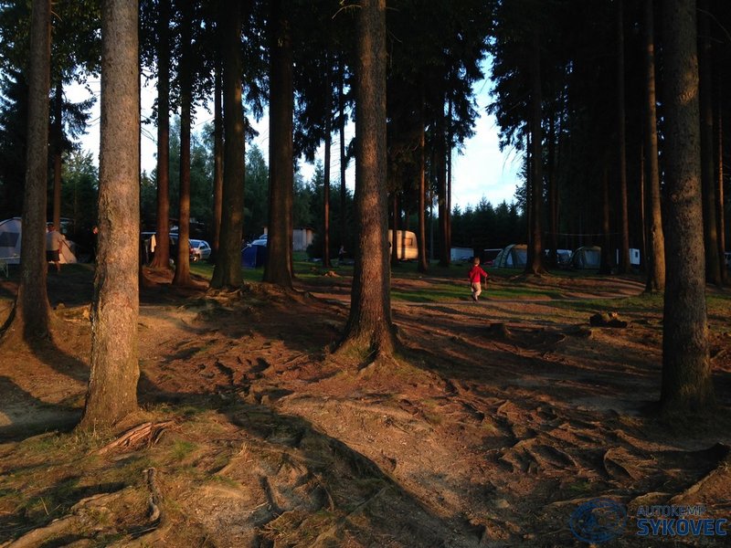 Kemp Sykovec