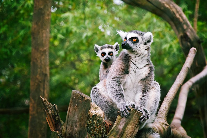 Zoopark Zájezd