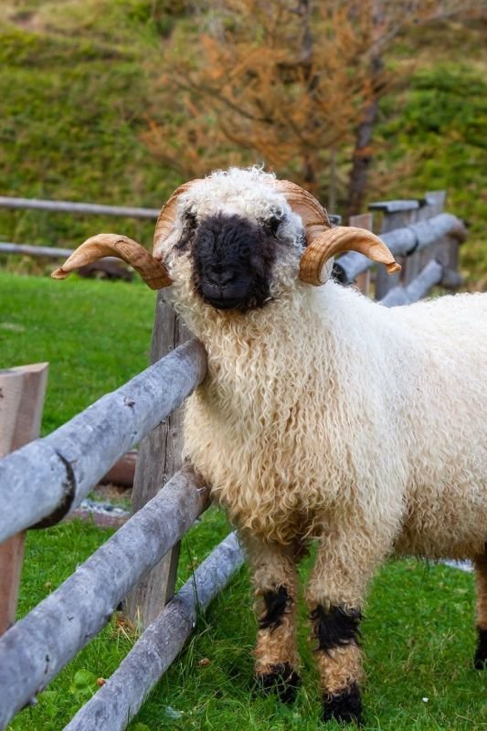 Zoopark Na Hrádečku