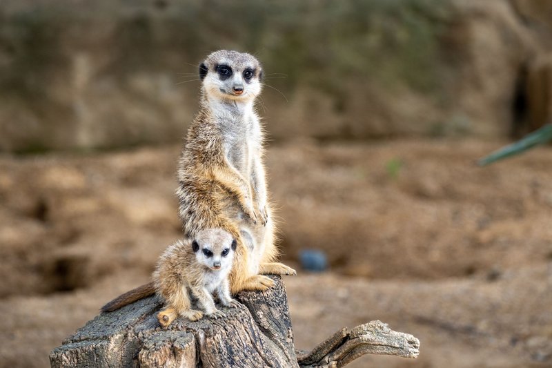 Zoo Praha