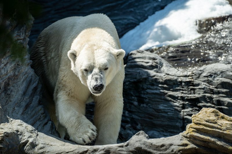 Zoo Praha