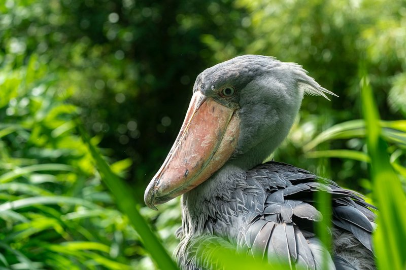 Zoo Praha