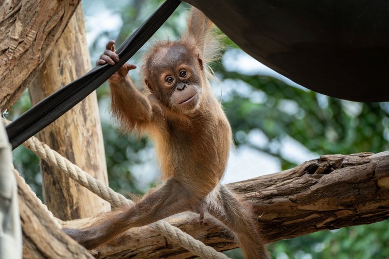 Zoo Praha