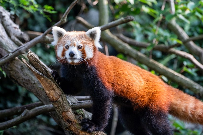 Zoo Praha