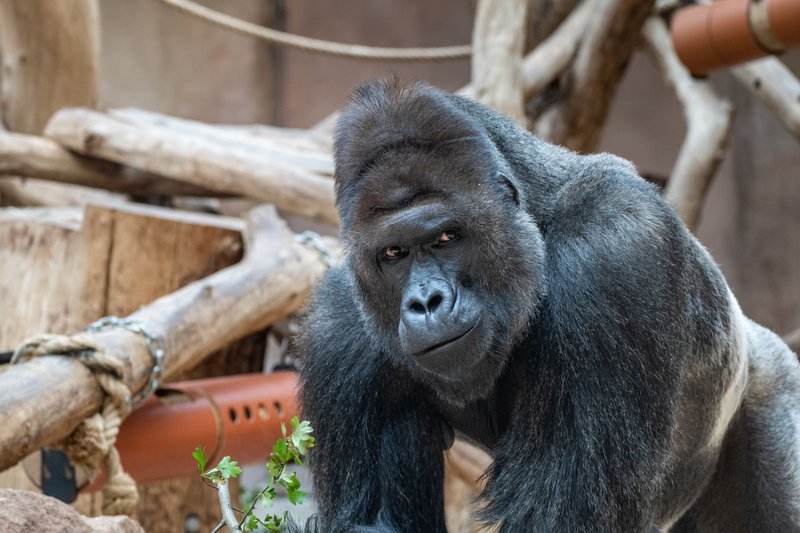 Zoo Praha
